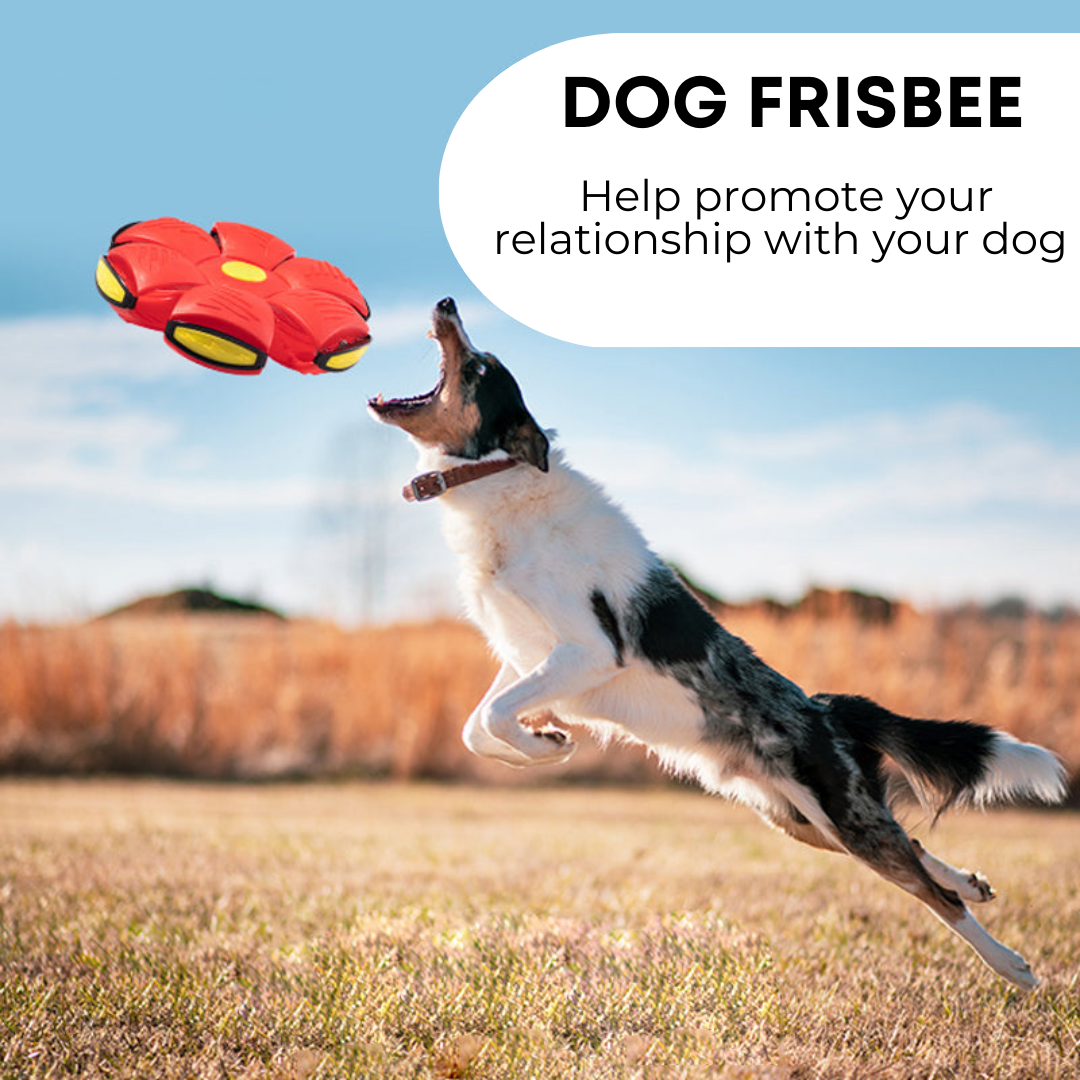 PawJoy™ Dog Frisbee